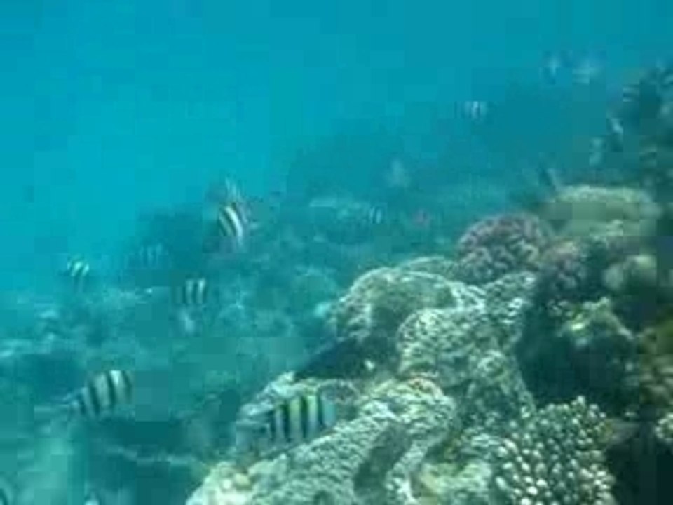 Snorkeling mer rouge Oberoi Juillet 07