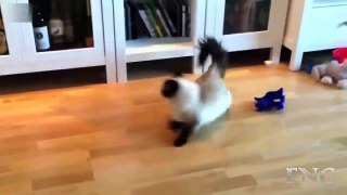 Funny pets fails 2016