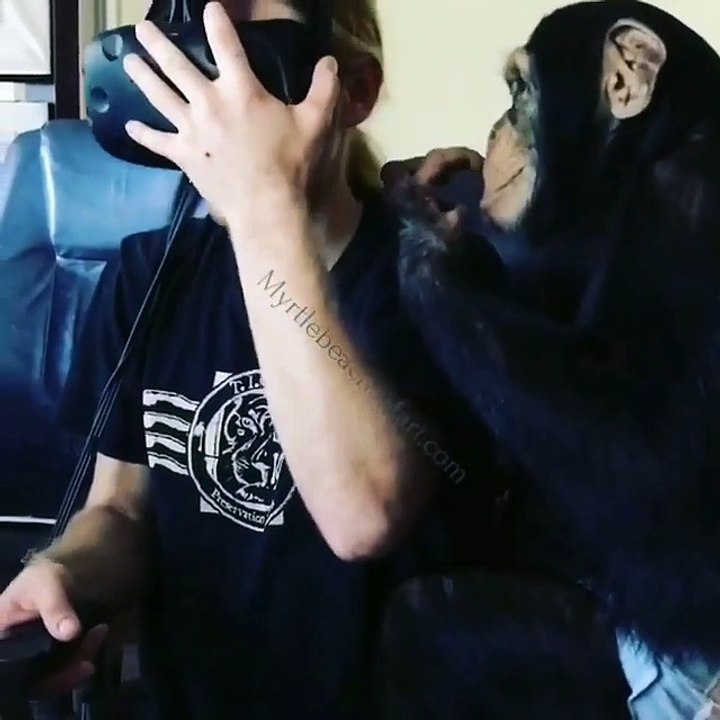Un mono usando un casco de realidad virtual se hace viral