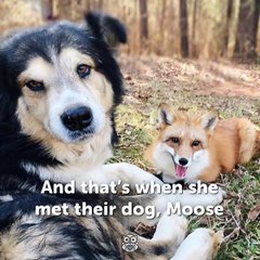This fox and dog are BFFs!