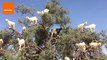Goats Found Chilling in a Tree