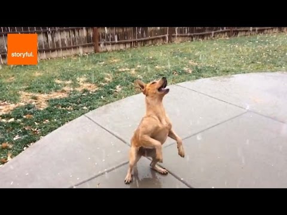 Australian Cattle Dog Experiences First Snowfall