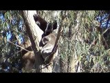 Pesky Currawong Disrupts Sleeping Koala