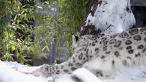 Snow Day for the San Diego Zoo Snow Leopards