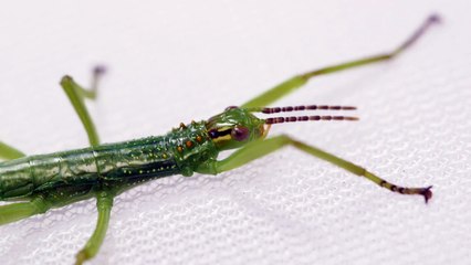 Critically Endangered Tree Lobster Nymphs