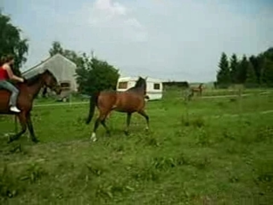 GEVES LE 03-06-07 V