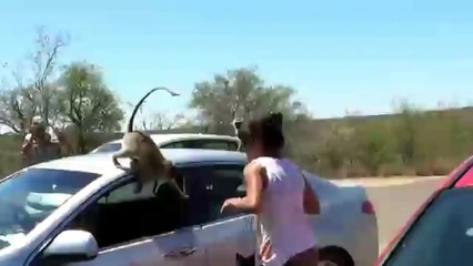 Monkeys in Car ! Kruger National Park, South Africa.