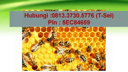 081.33.730.5776 (T-Sel) - Vitabumin Asli