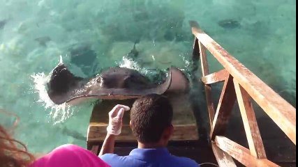 Yalvarırcasına Adamdan Yemek İsteyen Vatoz