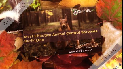 Reliable and Prompt Squirrel Removal Services In Burlington For You