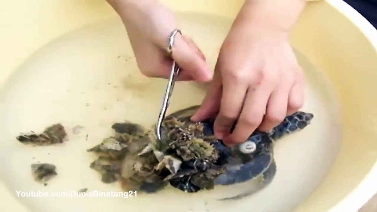 Kasihan, Tubuh Penyu Ini Penuh Dengan Parasit