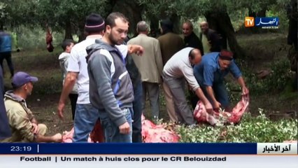 سكيكدة  الزردة أو عيد الزيتون.. عادة يتمسك بها السكان لمئات السنين