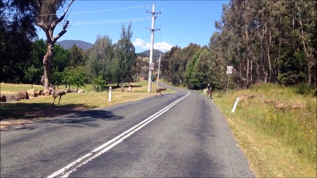 Un emeu sauvage prend en chasse un pauvre cycliste qui n'a rien demandé