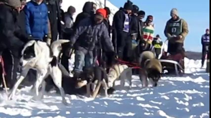 Yarış Başlasın Diye Yalvaran Köpek