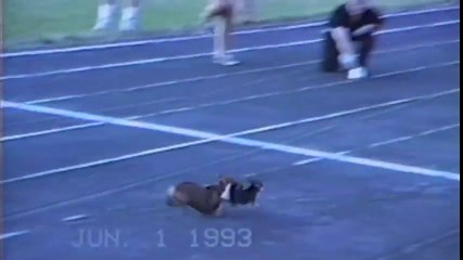 Yarışı Kazanmak İçin Hileye Başvuran Köpek