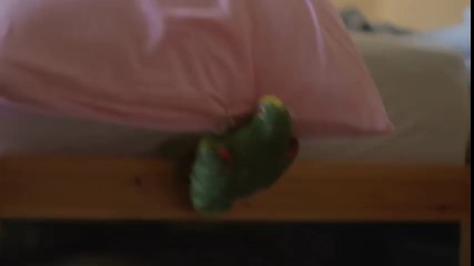 Yastıktan Yer Çekimi Dersi Alan Papağan