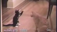 funny-cats-2