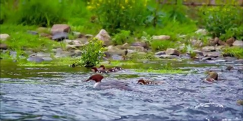 Z nurtem życia ONLINE (2017) cały film HD lektor (link w opisie)