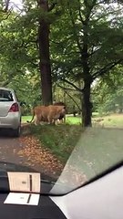 Un enfant a une réaction étonnante en voyant des lions de très près