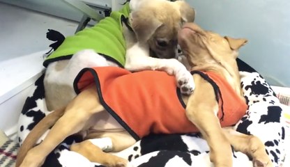 Pascal, le chiot sauvé de la cruauté