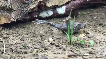 Ce crapaud n'a pas compris l'utilité d'avoir des pattes arrière