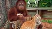 Yavru Kaplanlara Annelik Yapan Orangutan
