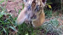 Cutest Baby Tiger at the San Diego Zoo Safari Park