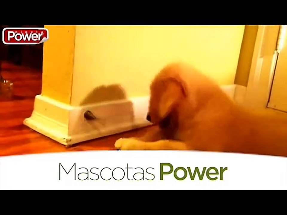 Perrito jugando