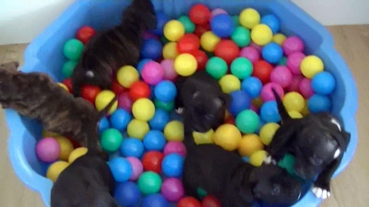 56ème vidéo Le bac à boules avec les Chiots de STAFFORDLAND