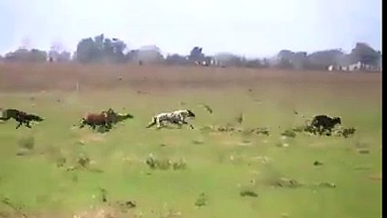 Dogs VS Rabbit Outstanding Race