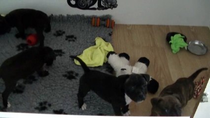 60ème vidéo Les Chiots de STAFFORDLAND avec les aboiements de Lechien