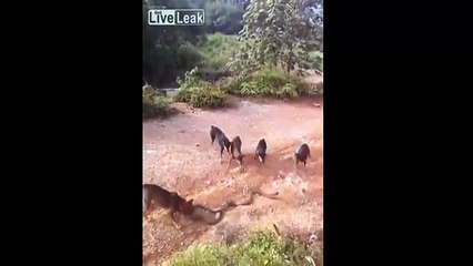 5 köpek dev yılanla böyle kavga etti