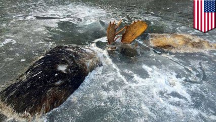 Two moose in Alaska found frozen in eternal icy battle in Bering Sea