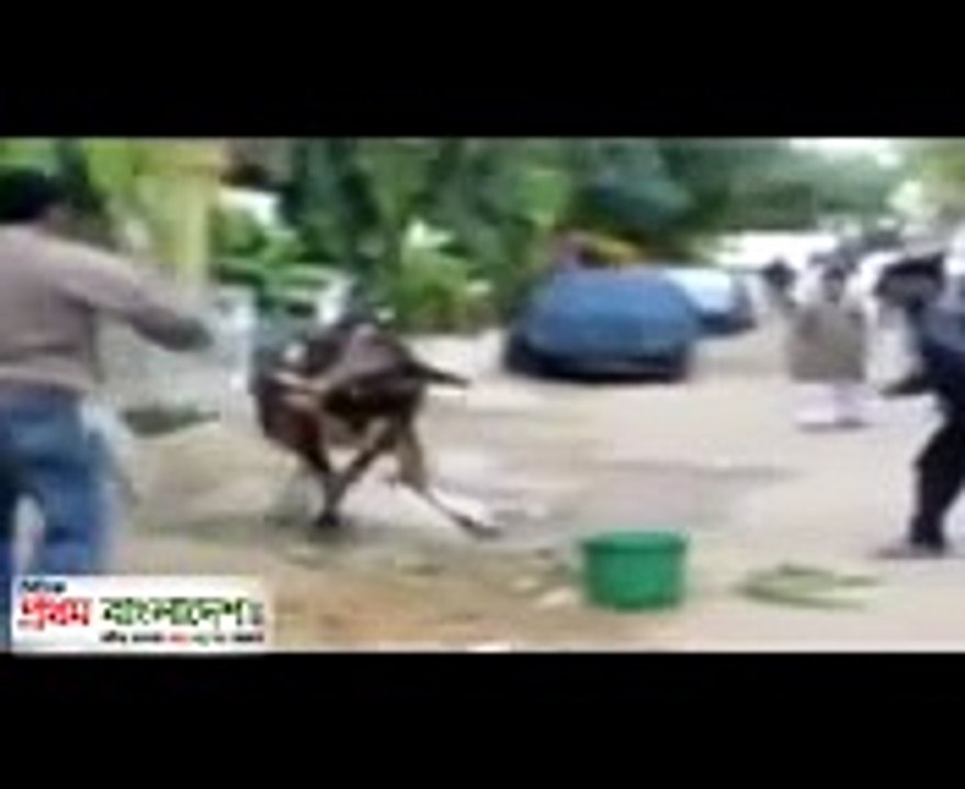FUNNY ANIMALS ATTACK HUMANS ( Man vs Cow on outside) 2016