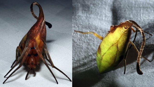 Une nouvelle espèce d'araignée capable de se déguiser en feuille vient d'être découverte
