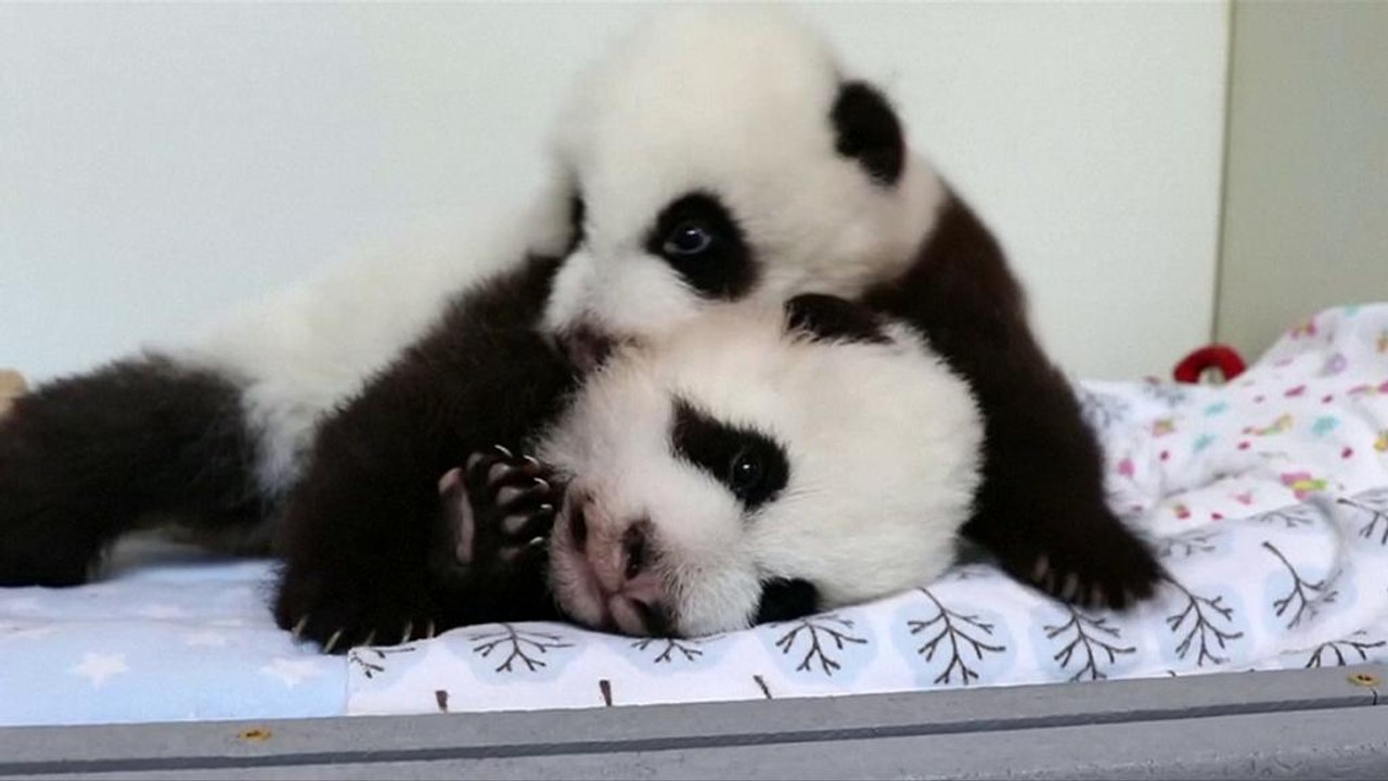 Namen für Pandazwillinge - Zoo lässt abstimmen
