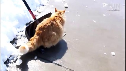 Funy Cay Playing In Snow