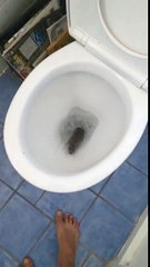 Un rat sort des toilettes en tirant la chasse d'eau