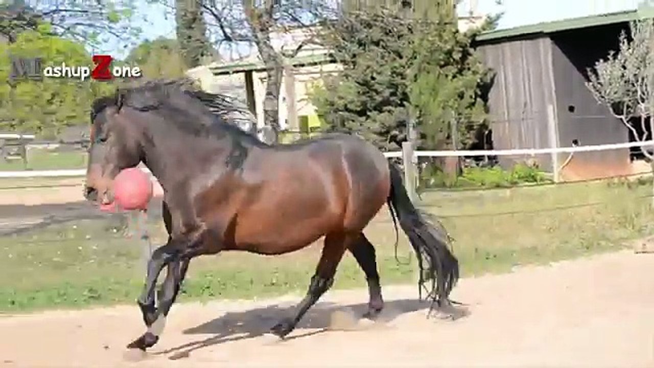 Funny_Horse_Videos_-_Try_Not_To_Laugh_[BEST_OF]