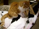 Cat gives Great Dane a loving massage
