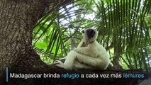 Lémures de Madagascar se quedan sin hábitat