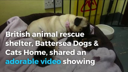 Peppa the pug becomes unexpected mother to 3 abandoned kittens