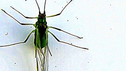 First Footage of a Rare American Green Bug