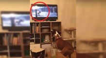 Lo spot natalizio piace proprio a tutti: Ecco come reagisce il cane davanti alla TV