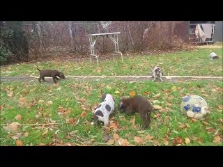 video chiots  gaia et idem