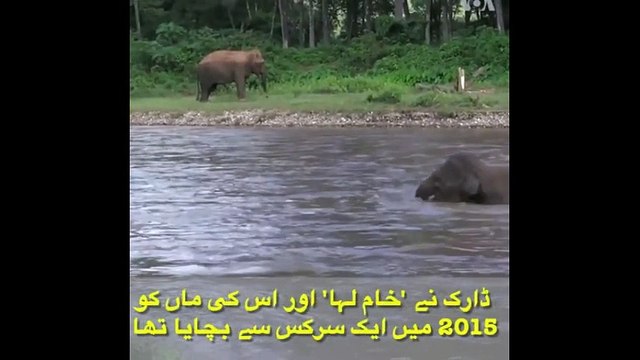 س ہتھنی کو محسوس ہوا کہ اس کا انسان دوست ڈوب رہا ہے، وہ اسے بچانے کے لیے بھاگی۔ پھر کیا ہوا؟ یہاں دیکھیں: