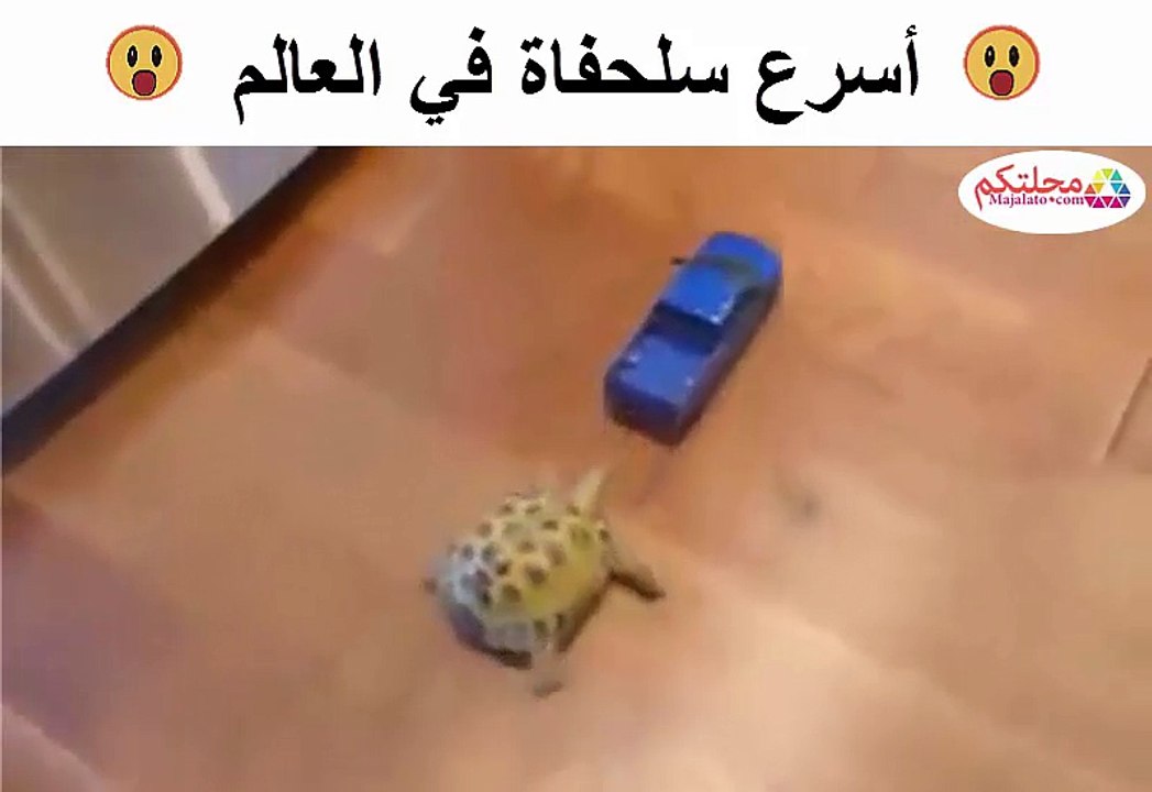 أسرع سلحفاة في العالم