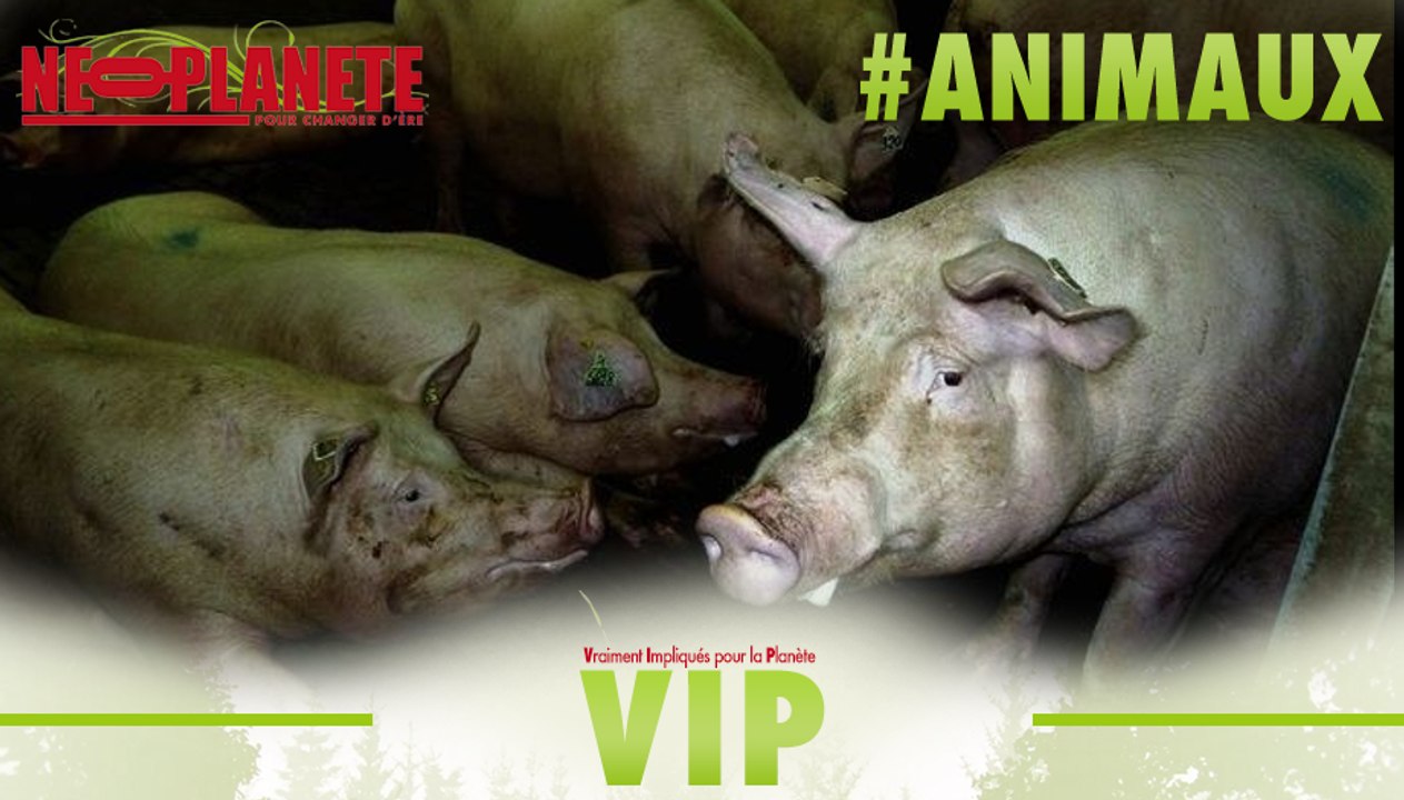 [VIP] Pour quel Animal Politique voteriez-vous ?