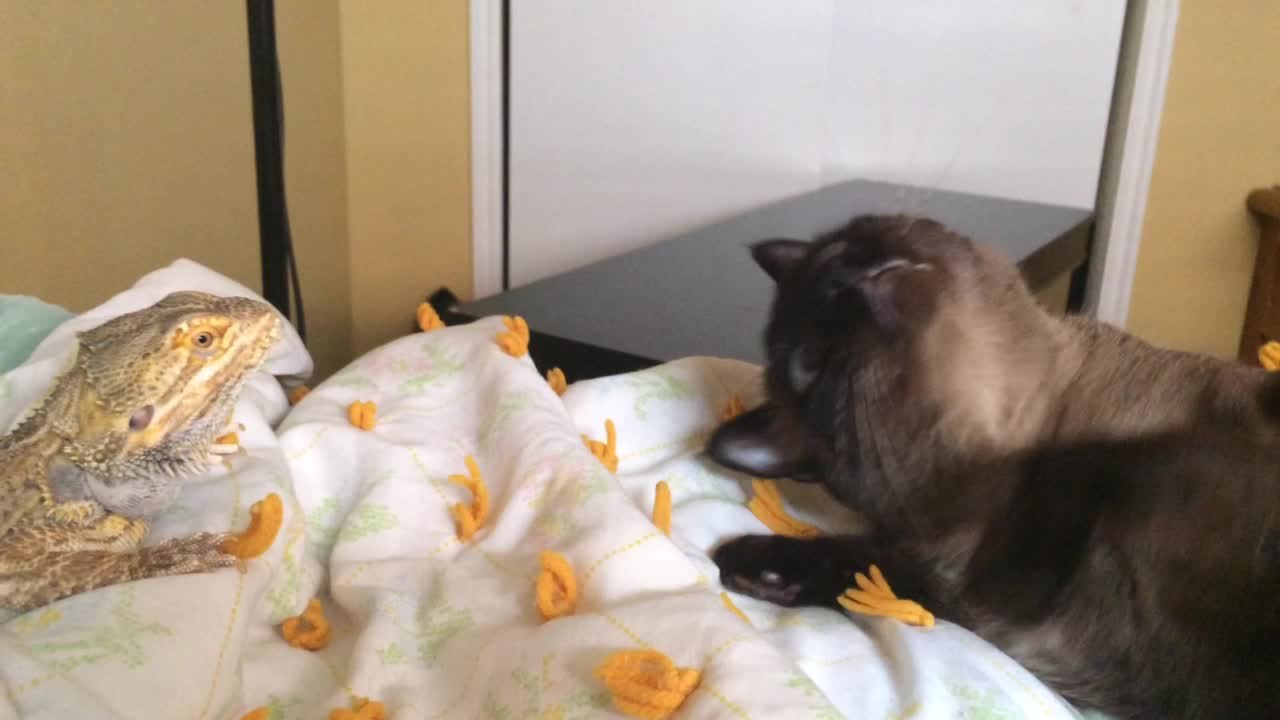 Cat and lizard share unlikely animal friendship