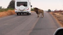 ▶ Worried Lion Calling the rest of his Pride - Kruger National Park, South Africa
